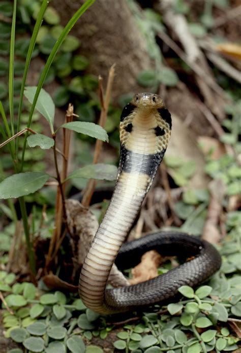 Chinese Cobra (Naja atra) | Lantau Island, Hong Kong | Flickr