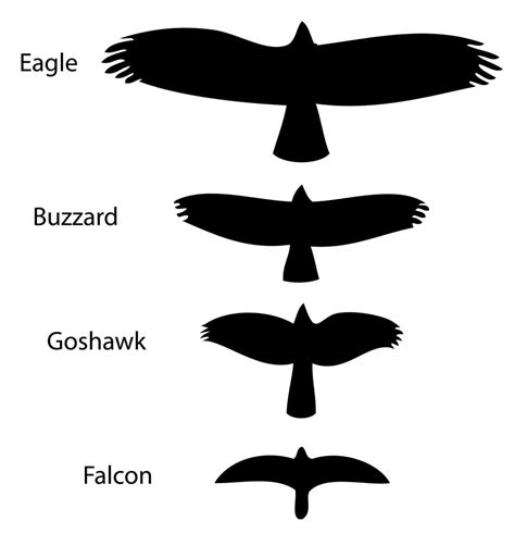 Birds of Prey and their Wingspans - KidsPressMagazine.com | Birds of ...