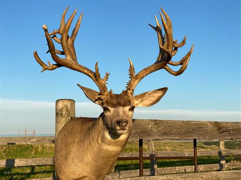 Mule Deer - Saskatchewan Wildlife Federation