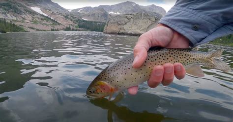 "Catching Greenback Cutthroat Trout in Wild Basin, RMNP" | MidCurrent