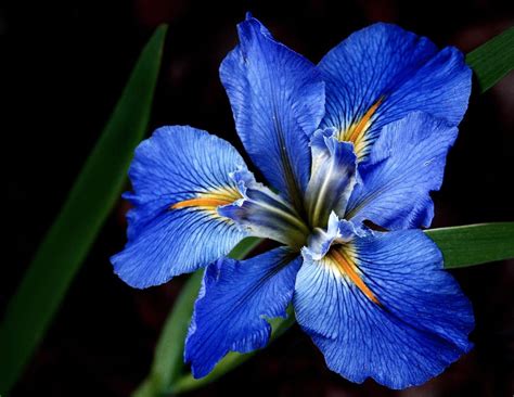 Blue Louisiana Iris | When the blue Iris starts blooming, yo… | Flickr