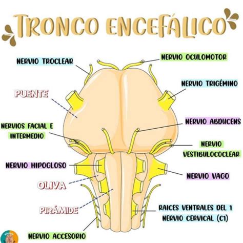 Tronco Encefalico - Anatomia