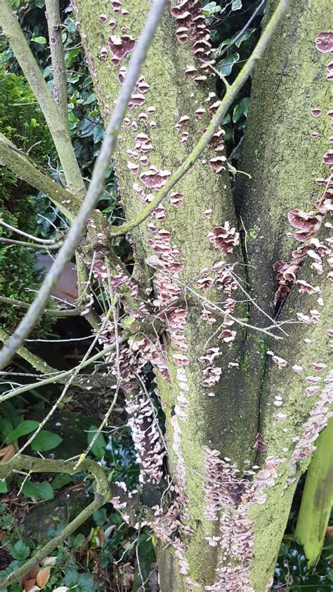 Tree fungus identification — BBC Gardeners' World Magazine