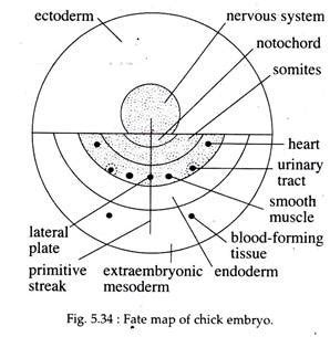 Fate Map: Meaning, Construction and Usefulness