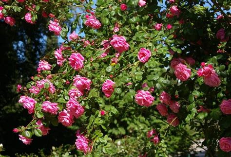 15 Best Varieties of Shrub Roses - Best Landscape Ideas