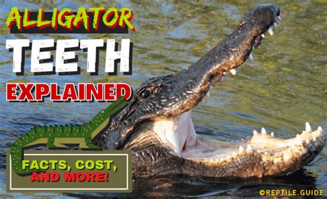 Alligator Teeth Explained: Facts, Cost, and More!