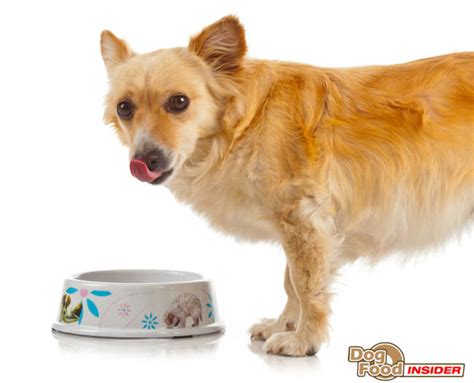 Cesar Dog Food Review & Ingredients Analysis