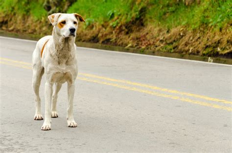 How to safely approach a stray dog | Animal Wellness Magazine