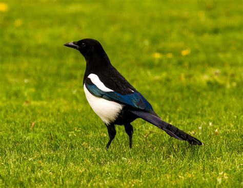 File:Magpie with blue wings.jpg - Wikimedia Commons