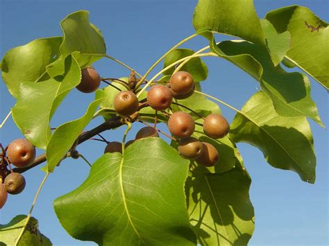 Bradford Pear (Pyrus calleryana ‘Bradford’) – Orleans Conservation Trust