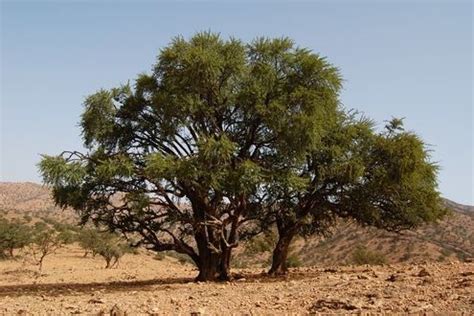 The argan tree is one of Morocco’s most prized natural jewels. The argan tree is a 1.5 million ...