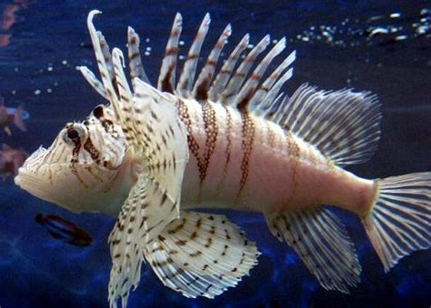 Zebra turkeyfish | Animal Crossing Wiki | FANDOM powered by Wikia