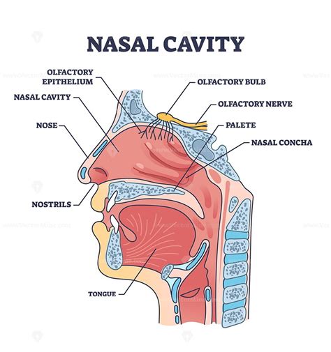 Parts Of Nasal Cavity | ubicaciondepersonas.cdmx.gob.mx