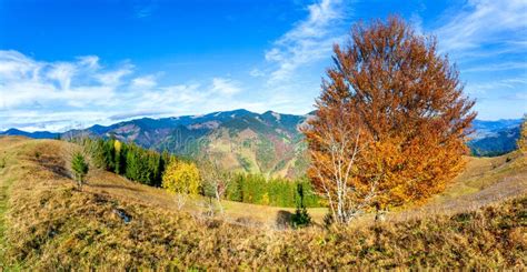 Tree on Hillside on Autumn Mountains. Beautiful Bright Landscape with ...