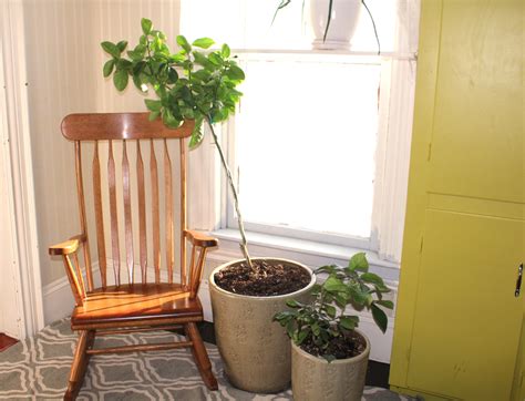 How to grow huge lemons indoors - The Old Walsh Farm