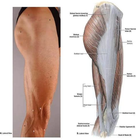 Lista 99+ Imagen De Fondo Como Estirar El Biceps Femoral El último