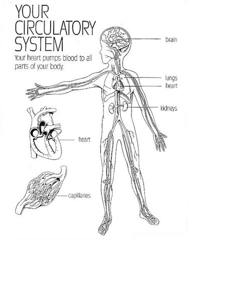 Circulatory System Coloring Pages - Coloring Nation