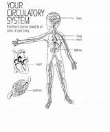 Circulatory System Coloring Pages Sketch Page sketch template