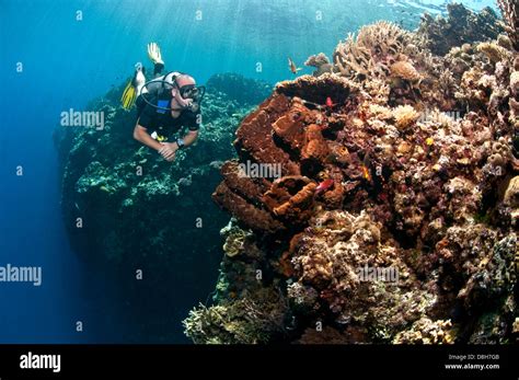 Diving in the coral reef Stock Photo - Alamy