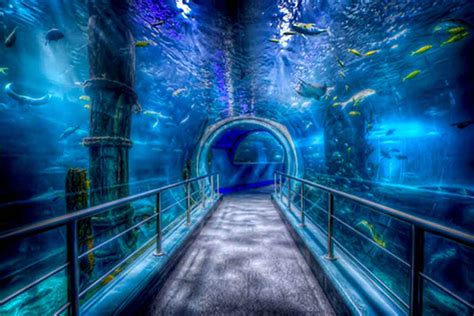 Melbourne Aquarium - Hidden City Secrets