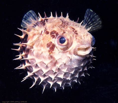 porcupinefish, Cyclichthys orbicularis