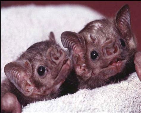 Top 15 Vampire Bat Facts - Size, Diet, Range & More - Facts.net