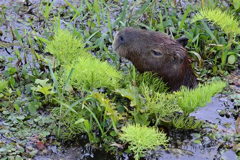 Capybara | Caviidae: Hydrochoerus hydrochaeris Southern Braz… | Flickr