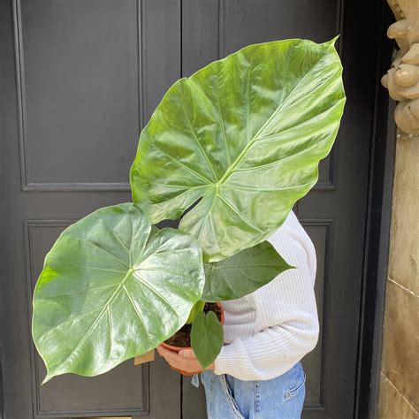 Alocasia macrorrhiza - grow urban.