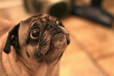 Owner of Pug Charged With Hate Crime After Dog Gives Nazi Salute - This ...