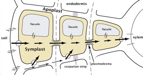 Apoplast | Difference between Apoplast and Symplast