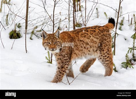 Eurasian lynx (Lynx lynx) hunting in the taiga in the snow in winter ...