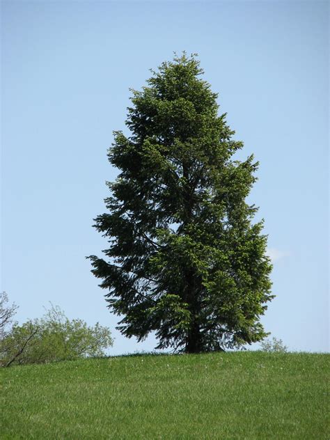 File:Conifer tree in park.jpg - Wikimedia Commons