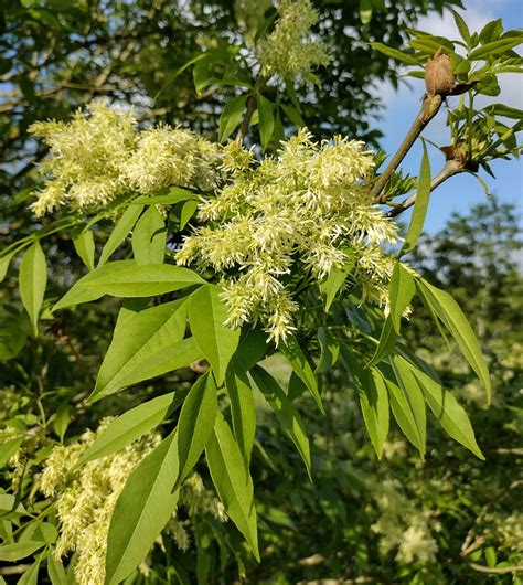 Fraxinus ornus - Trees and Shrubs Online