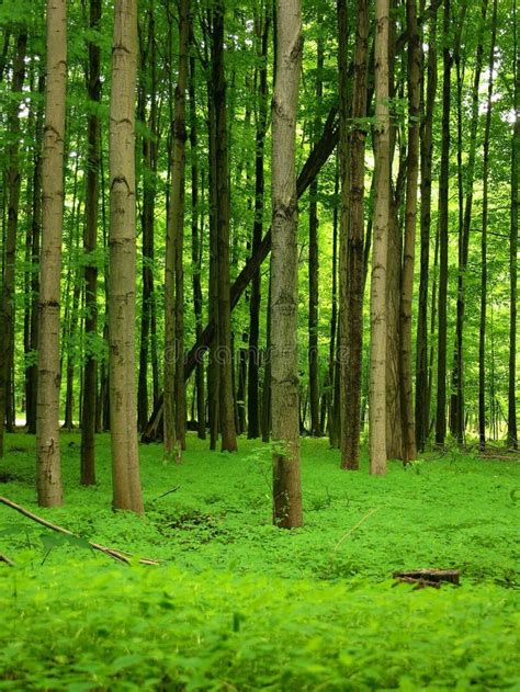 Lush Green Forest stock photo. Image of plants, leaves - 190002