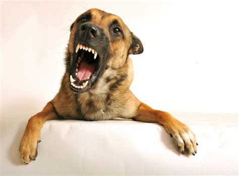 Why Dog Growling Is a Good Thing | The Dog People by Rover.com