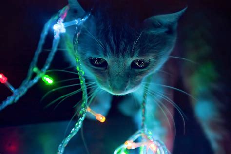 Neon Cat Wallpapers - Top Free Neon Cat Backgrounds - WallpaperAccess