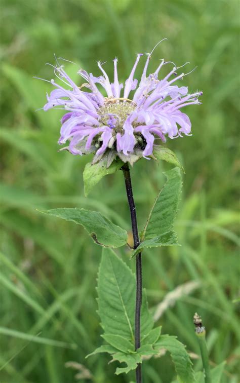 Wild Bergamot – Wildflowers of Little Bass Lake