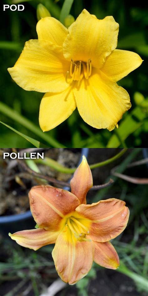 Stella De Oro X Peanut Butter Frenzy - Duluth Daylily Co. - Buy Daylily ...