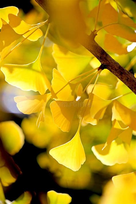 Defocused Fall Ginkgo Tree Golden Yellow Leaves on the Wind Stock Image - Image of forest ...