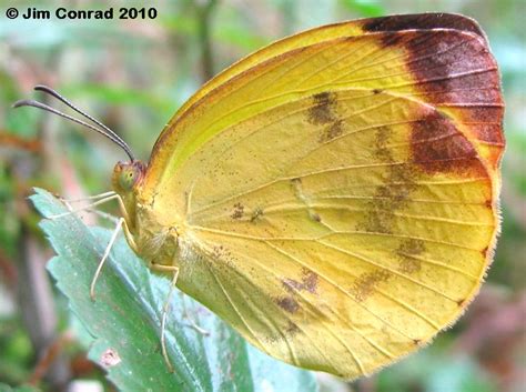 Dina Yellow Pyrisitia dina (Poey, 1832) | Butterflies and Moths of ...