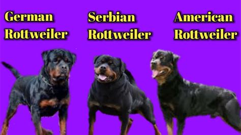 Are All Rottweilers German