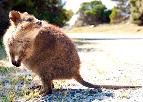 50 Quokka Facts: Smiling, Baby-Flinging, Selfie Kings! | Everywhere Wild