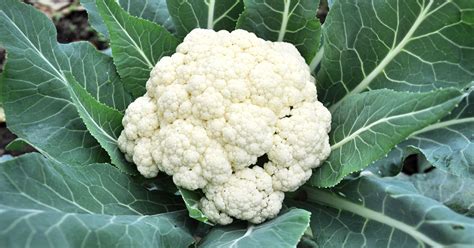 Tips for Growing Cauliflower - Happy Mothering