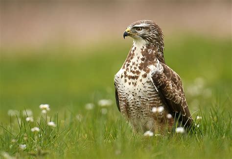 A List Of Birds Of Prey Or Raptors - WorldAtlas