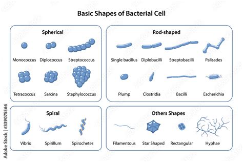 Set of basic shapes and arrangements of bacteria. Microbiology. Types ...