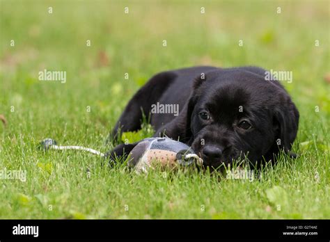 A Black Lab puppy retrieving a training dummy Stock Photo - Alamy