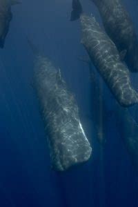 Why Do Sperm Whales Sleep Vertically? (Explained) – Ocean Action Hub