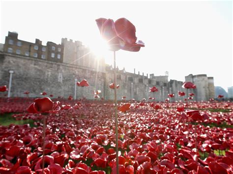 Remembrance Day: Tower of London poppy buyers warned they could crack ...