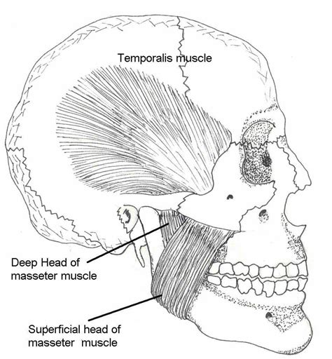 Masseter muscle (figure borrowed from [10]). | Download Scientific Diagram