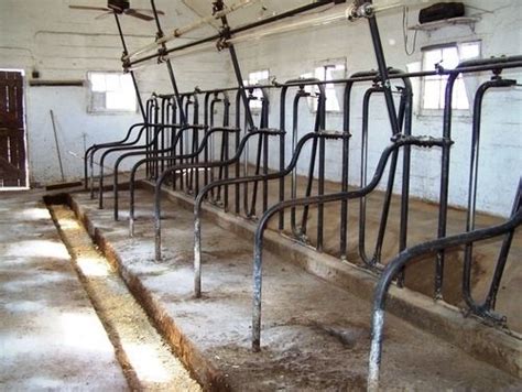 Stanchions in the barn of a dairy farm | Dairy barn designs, Farm buildings, Farms living